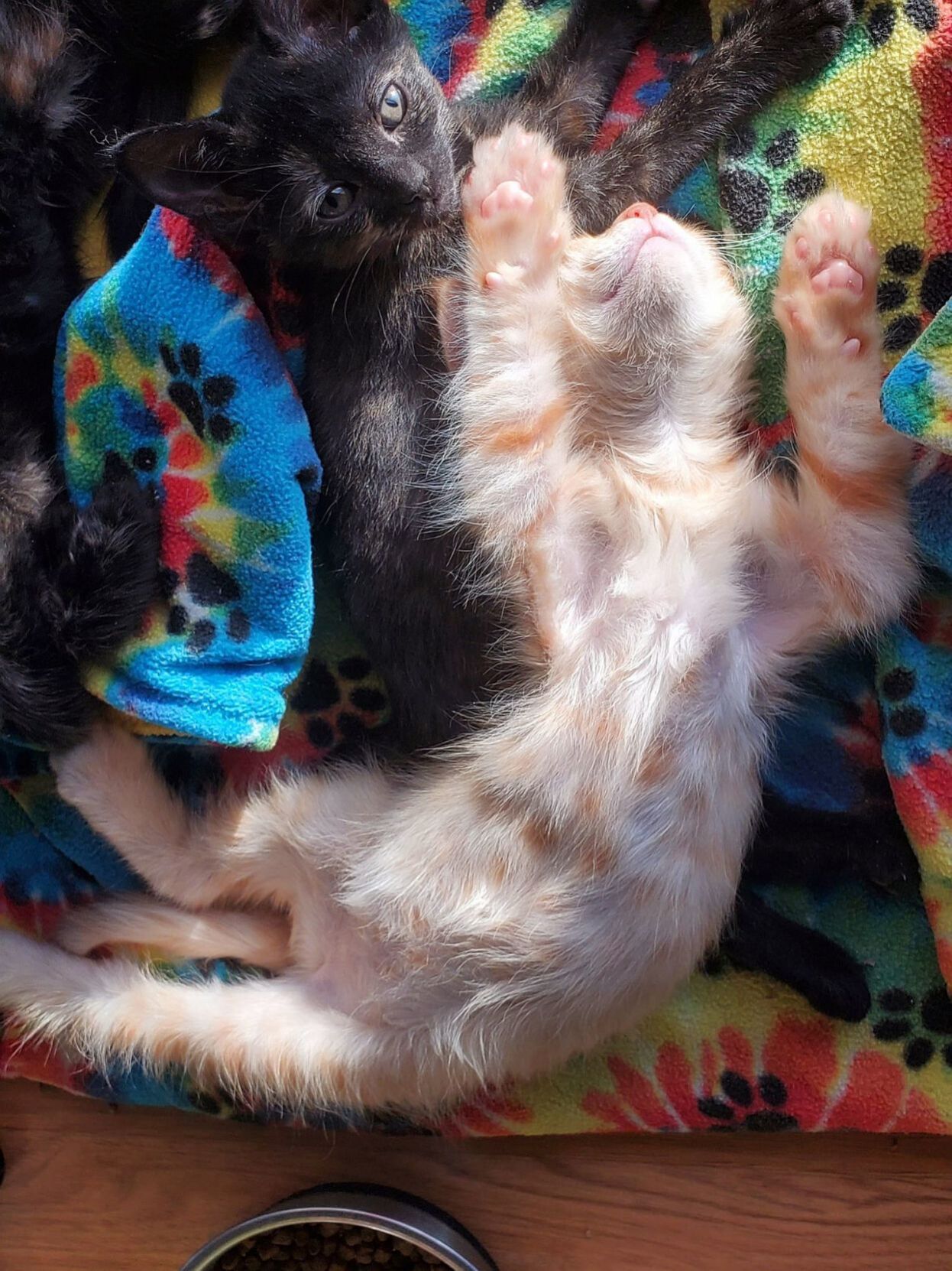 Adopt a Pet | Butterfinger
